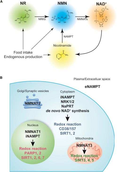NAD+ Intermediates: The Biology and Therapeutic Potential of NMN and NR